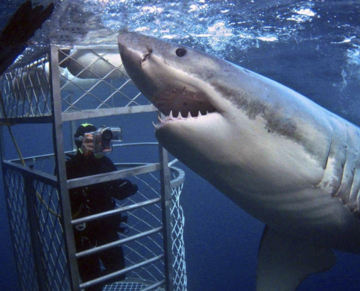 Great White Shark Cage Diving South Africa