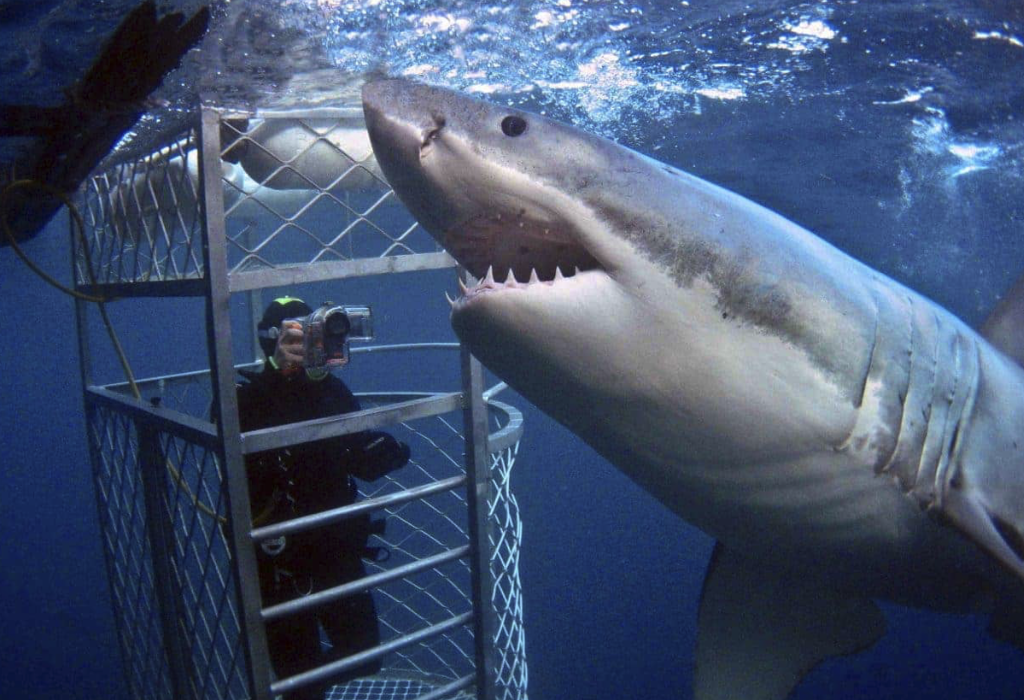 Great White Shark Cage Diving South Africa
