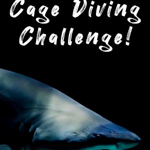 Great-White-Shark-Cage-Diving-Challenge